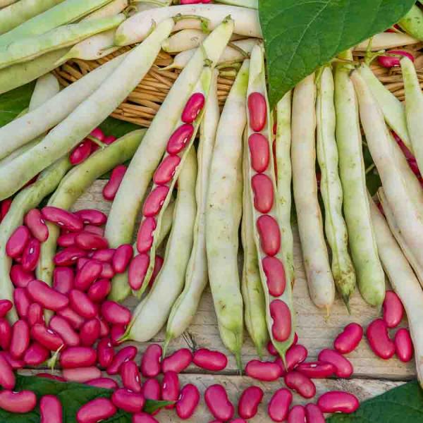 Légumes Secs - Haricot Nain à Ecosser Canadian Wonder (type Rognon de Coq) - 10 m - Cuisine du Monde - face recto